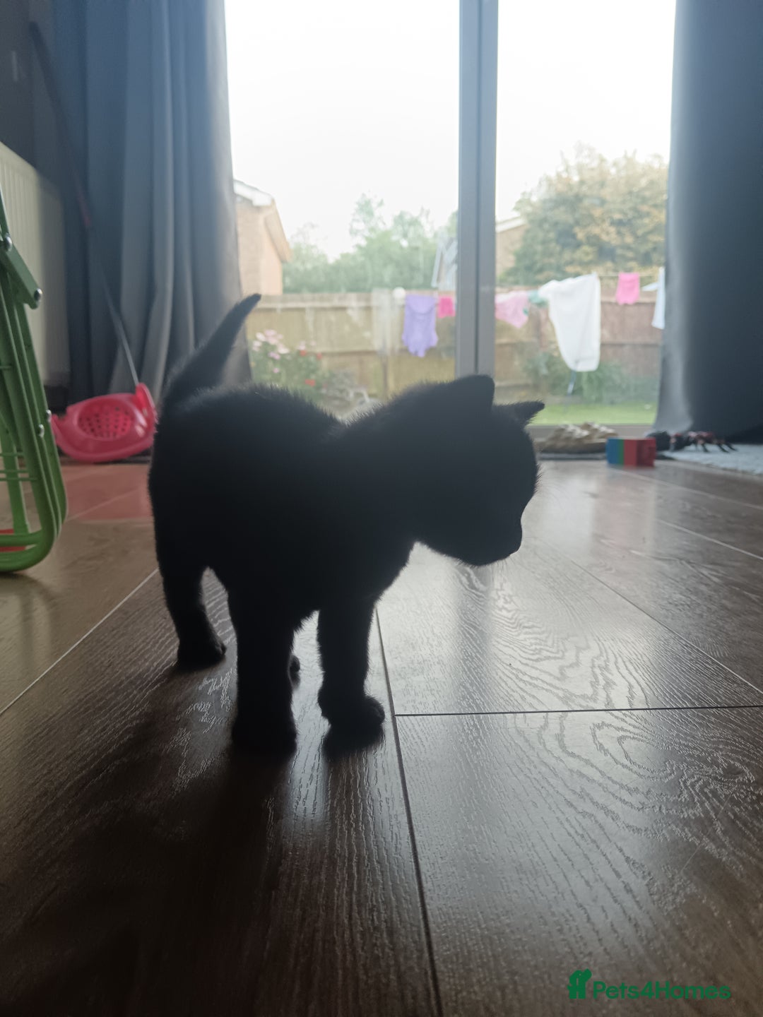 Mixed Breed cats for sale: 3 x gorgeous kittens available  - Image 9