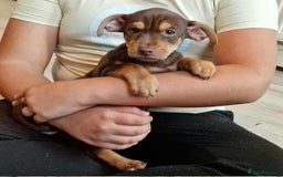 Jack Russell dogs for sale: Beautiful Muchwenlock Jack Russell puppies - Image 29