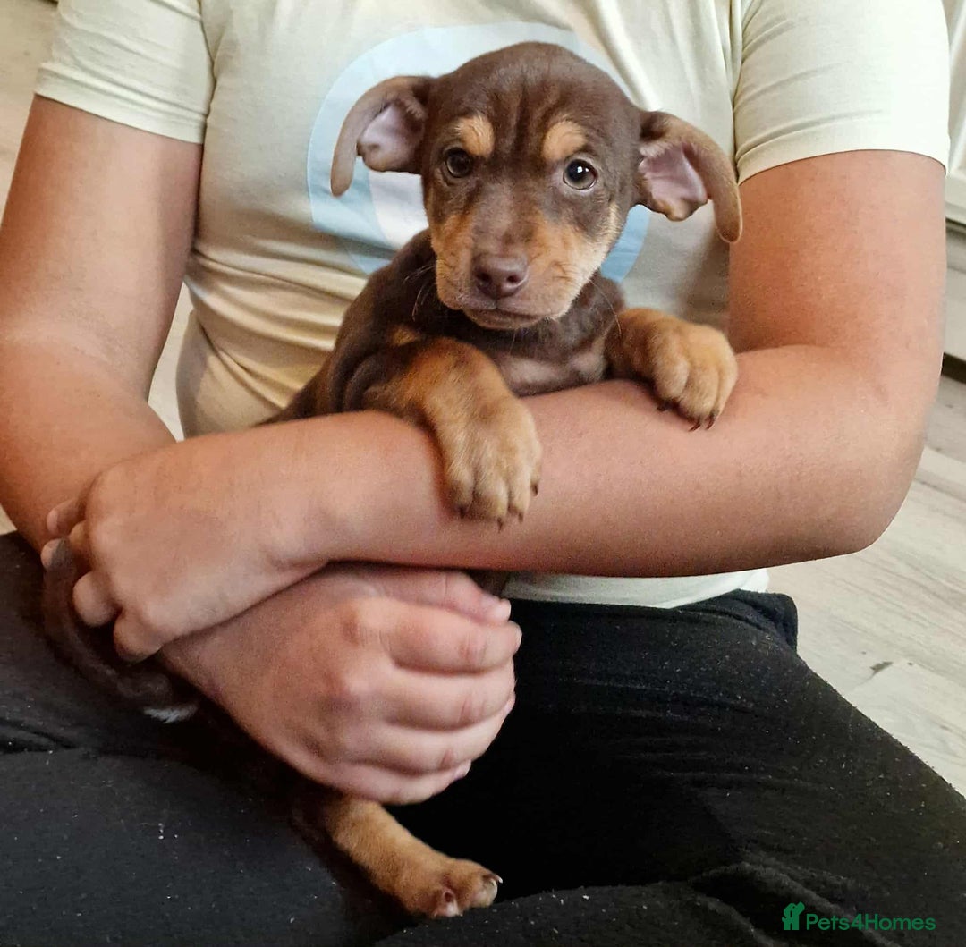 Jack Russell dogs for sale: Beautiful Muchwenlock Jack Russell puppies - Image 29