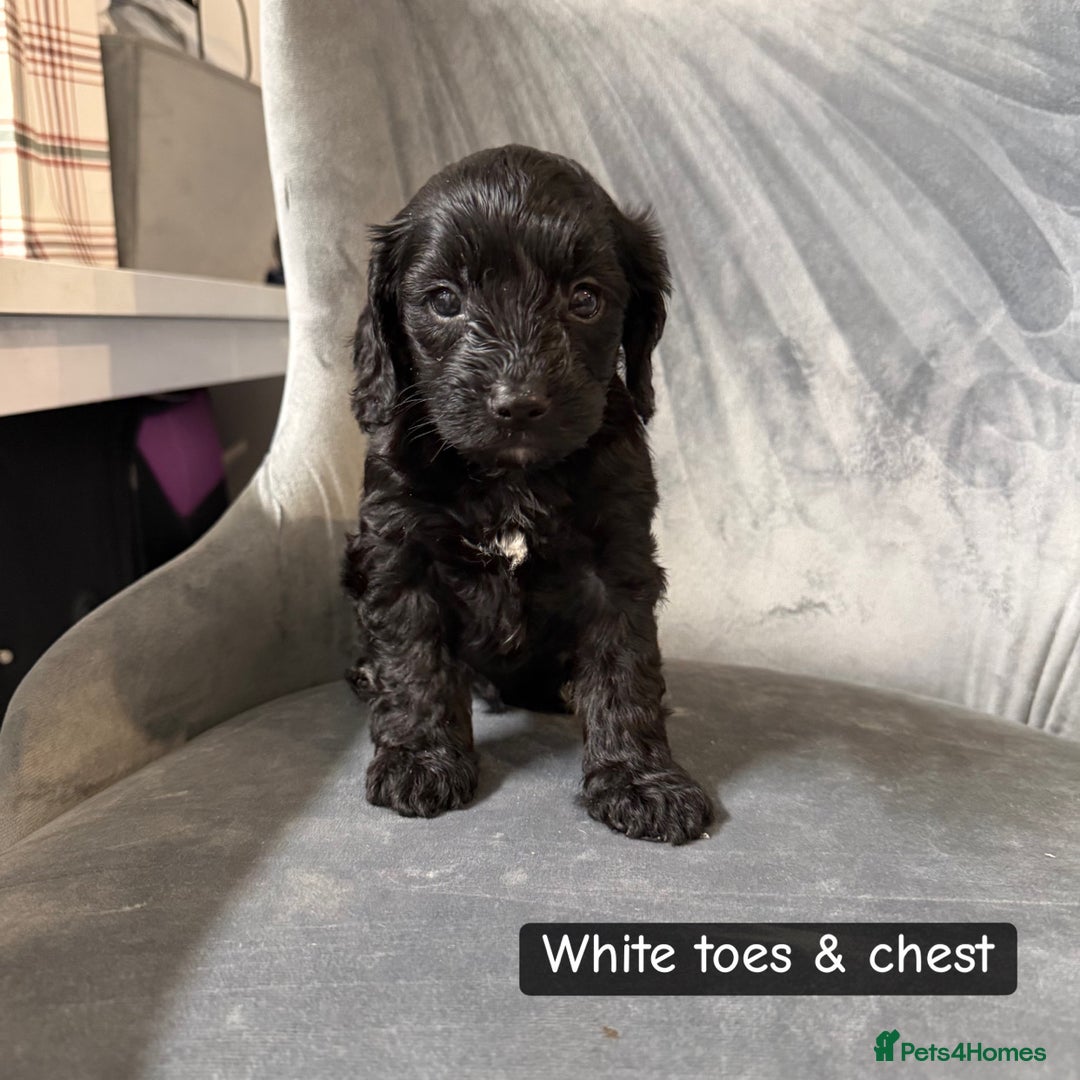 Cockapoo dogs for sale: 5 cockapoo puppies  - Advert 2