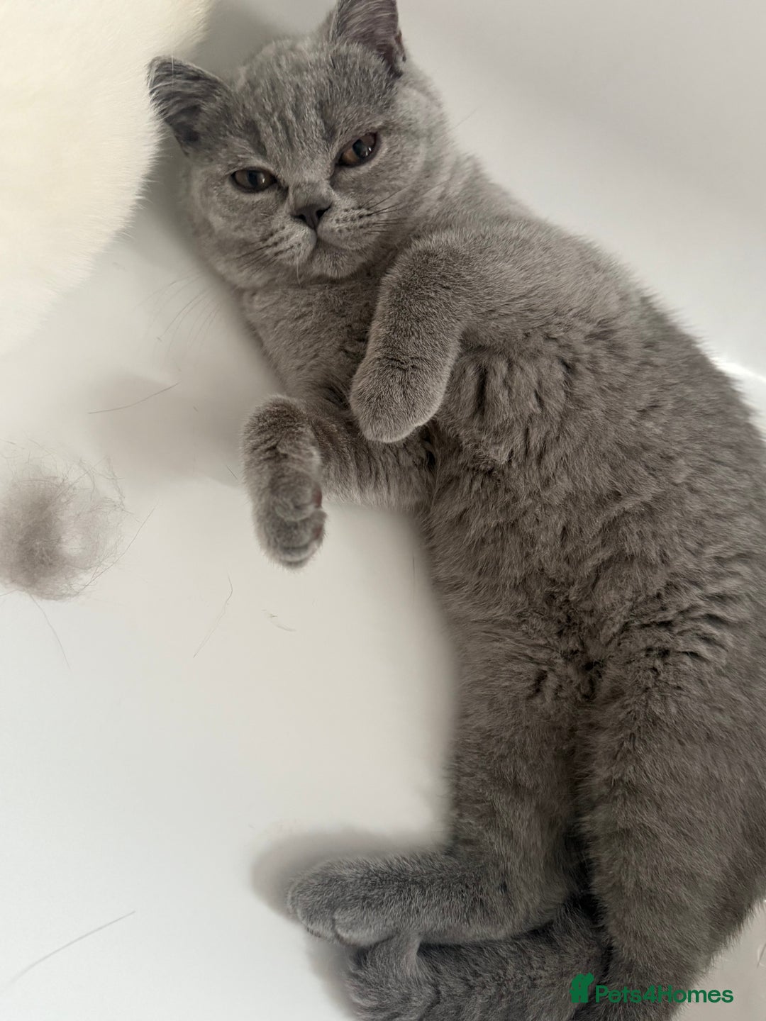 British Shorthair cats for sale: BSH READY TO GO! TICA REGISTERED 1 BOY LEFT in Gloucester - Image 9