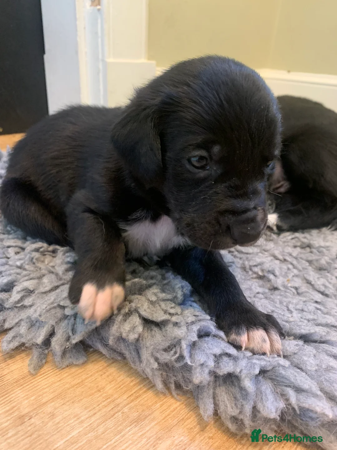 Mixed Breed dogs for sale: Huntaway x Border Collie puppies - Advert 2