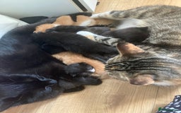 Mixed Breed cats for sale: Semi long hair and ginger kittens - Image 13