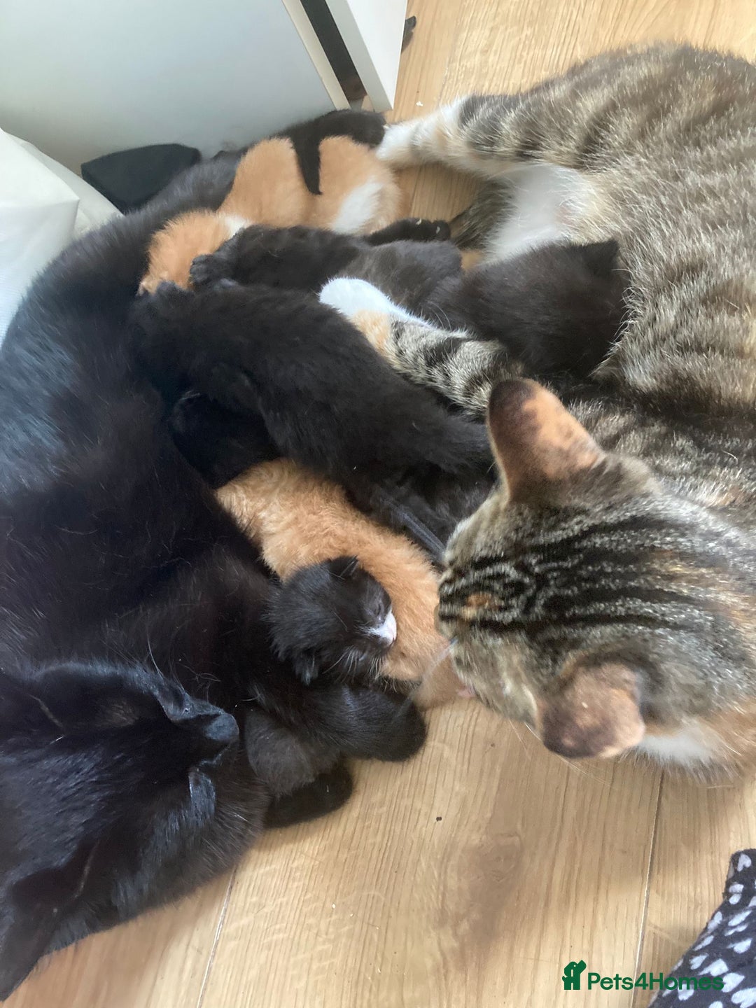 Mixed Breed cats for sale: Semi long hair and ginger kittens - Image 13