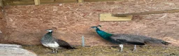 Peafowl poultry for sale: Trio of peafowl  in Shrewsbury - Advert 5