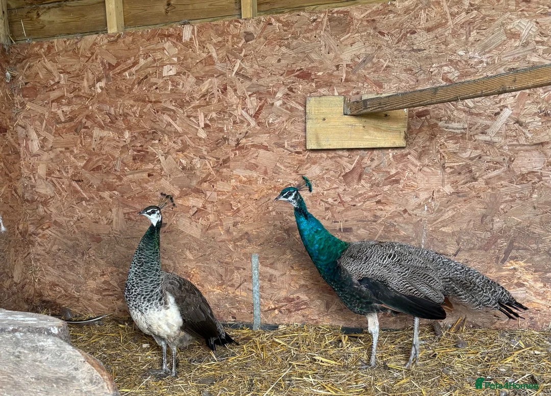 Peafowl poultry for sale: Trio of peafowl  in Shrewsbury - Advert 5
