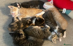 European cats for sale: Colourful kittens - Image 1