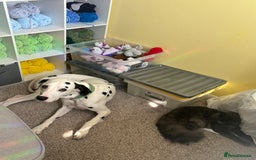 Dalmatian dogs for sale: Buddy the Dalmatian  - Image 2