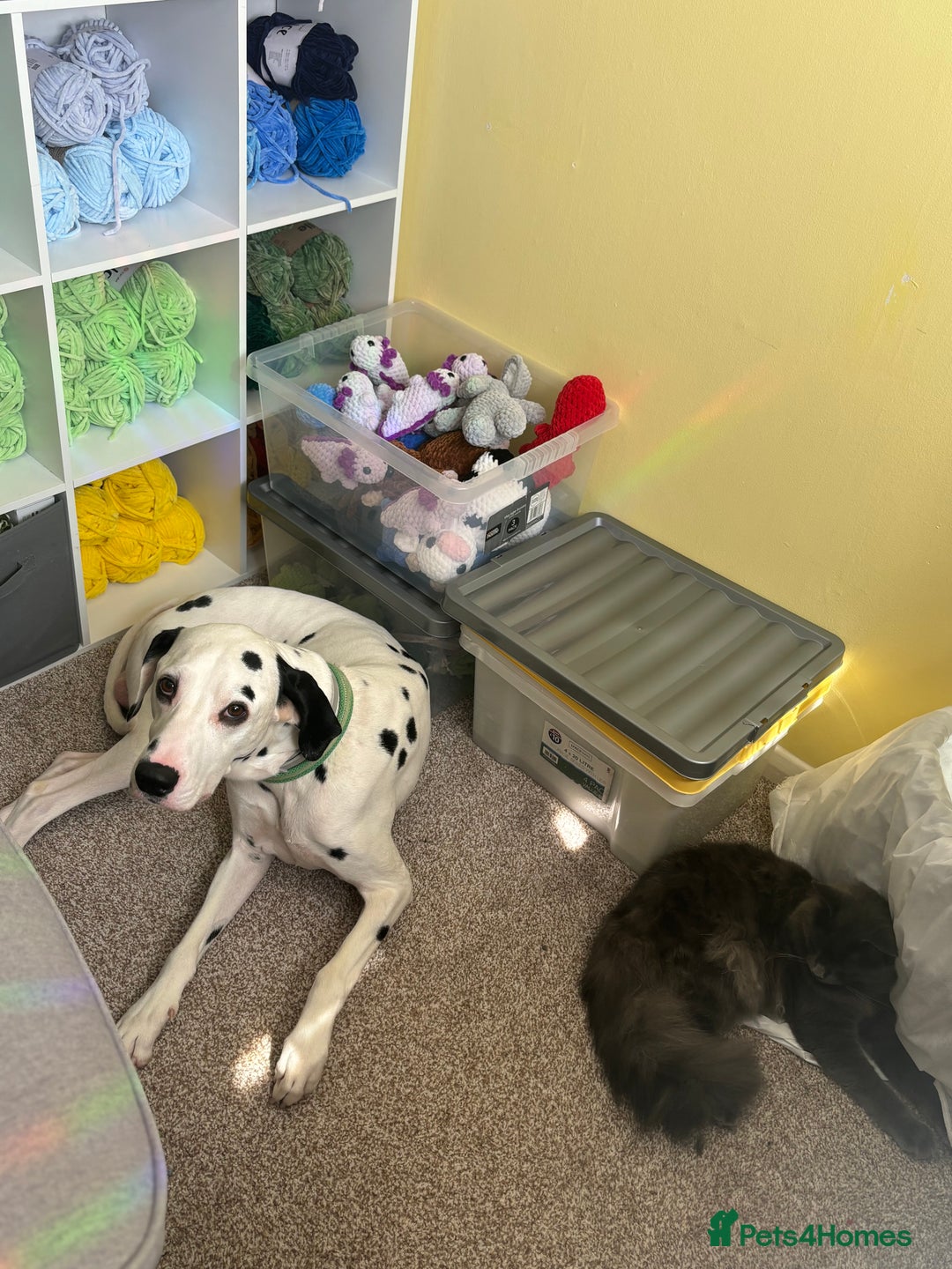 Dalmatian dogs for sale: Buddy the Dalmatian  - Image 2