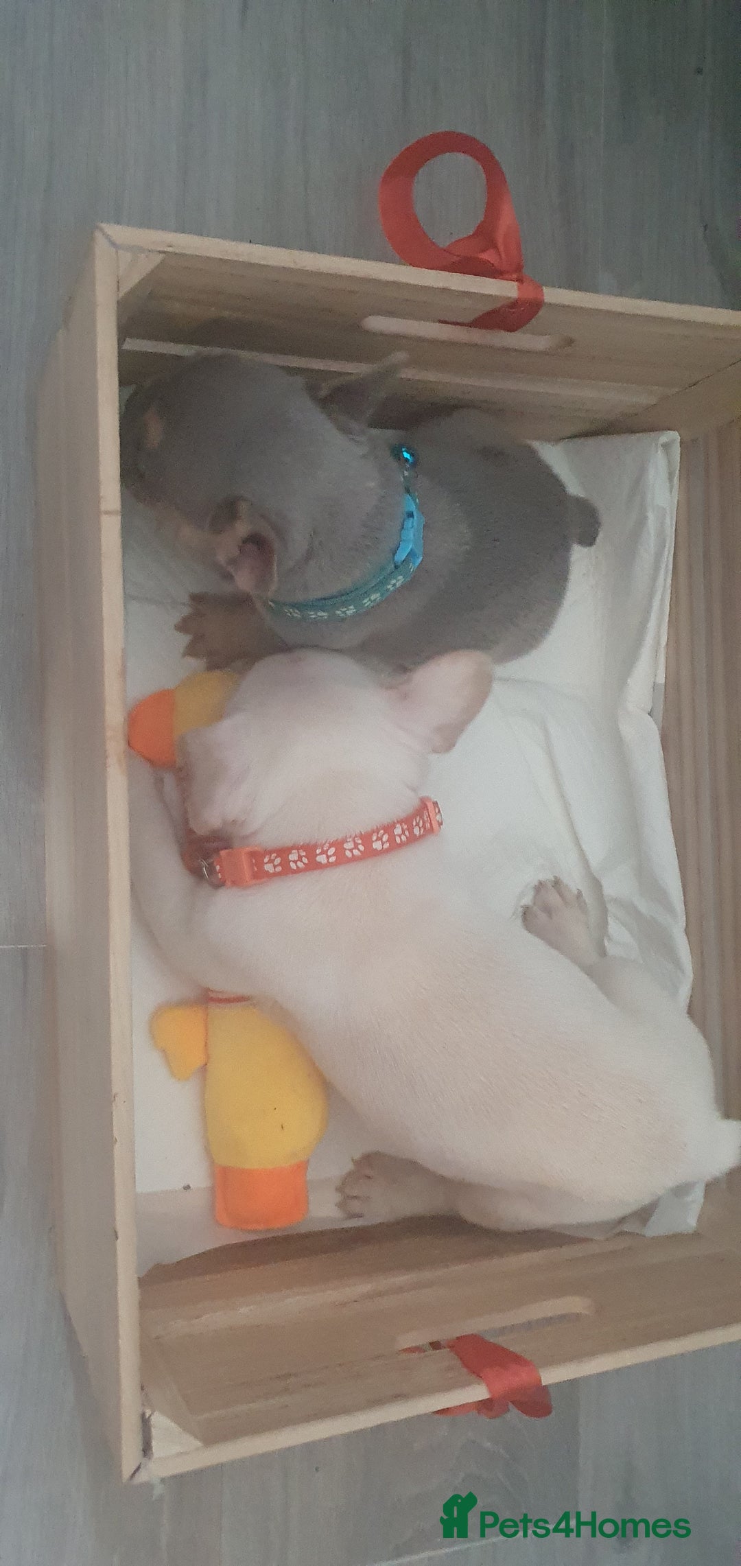 French Bulldog dogs for sale: Lovley frenchie puppies  - Image 7