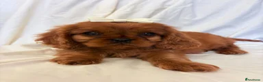 Cavalier King Charles Spaniel 2
