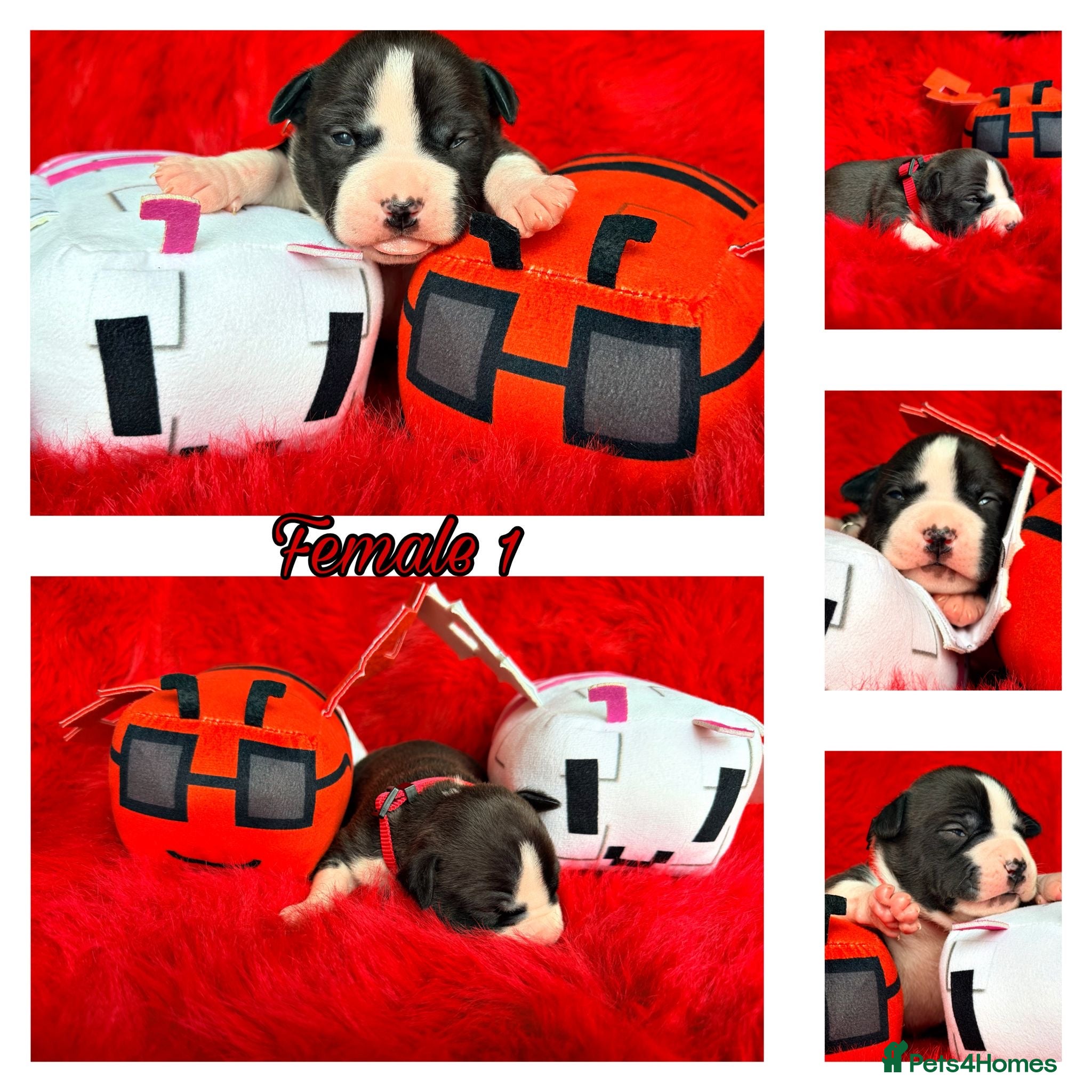 Staffordshire Bull Terrier dogs Staffordshire Bull Terrier Puppies 🐶❤️🐾 🏡  🐶 - Advert 2