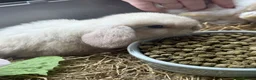 Mini Lop rabbits for sale: pure breed minilop rabbit's  - Advert 4