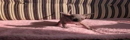 Sphynx cats for sale: Ready for reservation  - Advert 9