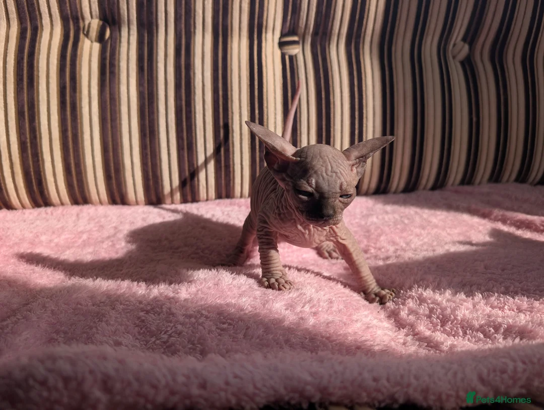 Sphynx cats for sale: Ready for reservation  - Advert 9