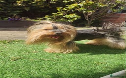Yorkshire Terrier dogs for sale: Outstanding RARE Yorkshire terrier Chocolate - Image 30