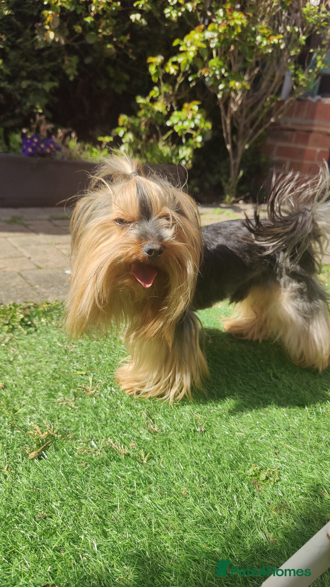 Yorkshire Terrier dogs for sale: Outstanding RARE Yorkshire terrier Chocolate - Image 30
