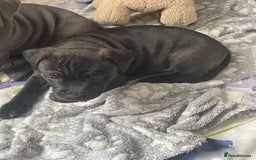 Staffordshire Bull Terrier dogs for sale: Sold  - Image 34