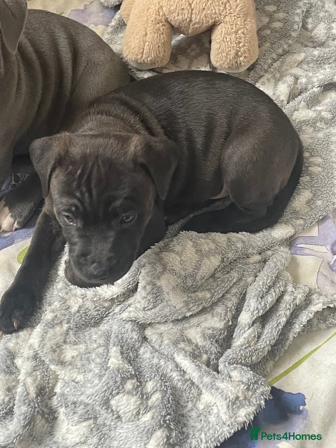 Staffordshire Bull Terrier dogs for sale: Sold  - Image 34