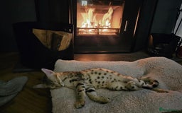 Savannah cats for sale: KIWANGA PEDIGREE F3 SAVANNAH KITTENS  - Image 4