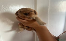 Cockapoo dogs for sale: Adorable Cockapoo Puppies  - Image 6
