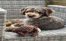 Miniature Poodle dogs for stud: Chocolate Merle Miniature Poodle Fully DNA Tested in Radstock - Image 1