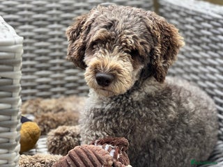 Miniature Poodle dogs in Radstock - Advert 16