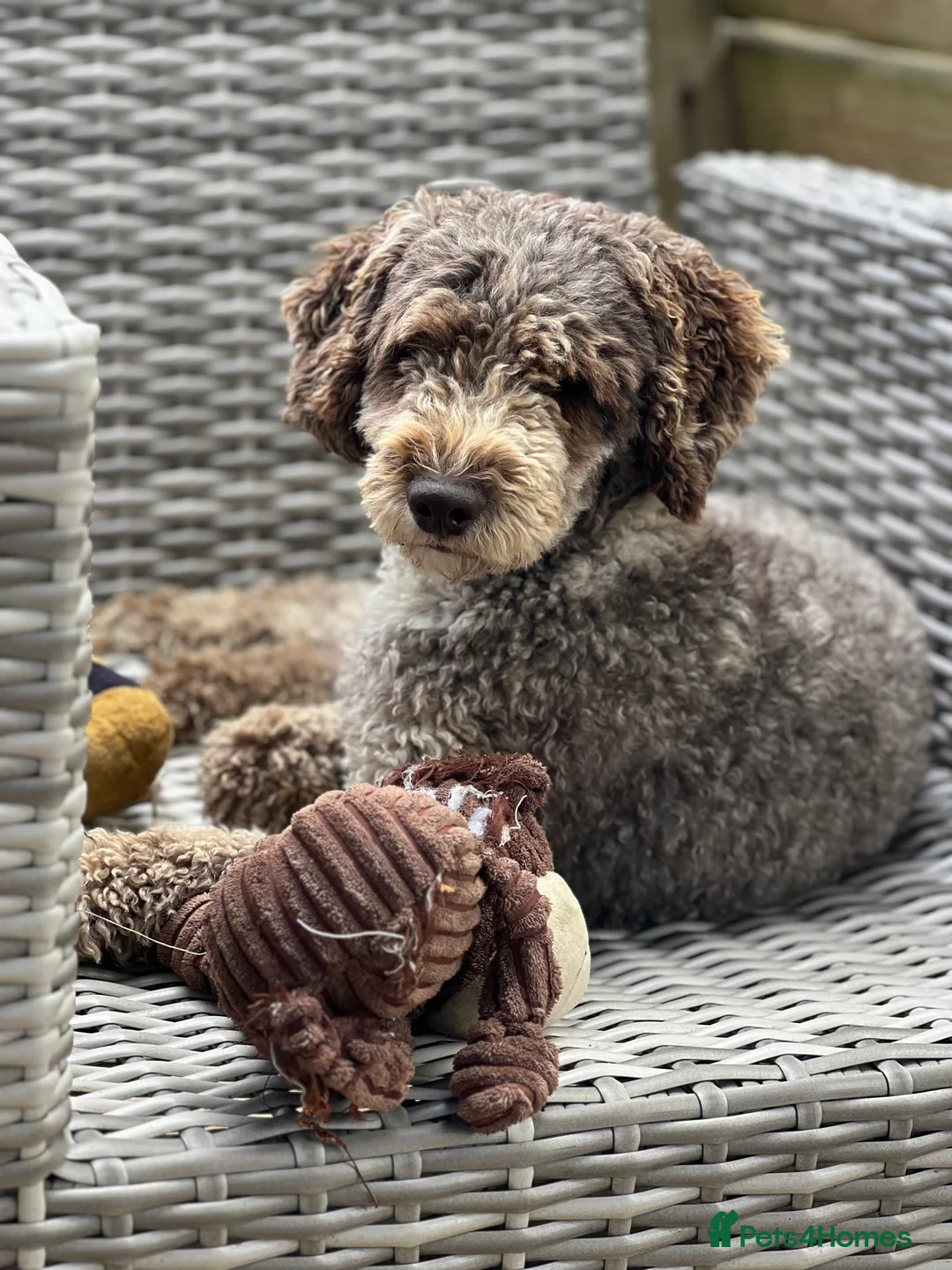 Miniature Poodle dogs for stud: Chocolate Merle Miniature Poodle Fully DNA Tested in Radstock - Advert 1