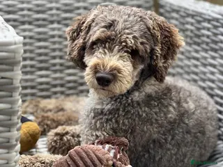 Miniature Poodle dogs Chocolate Merle Miniature Poodle Fully DNA Tested in Radstock - Advert 4