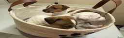 Jack Russell dogs for sale: Jack Russell Puppies - Advert 5