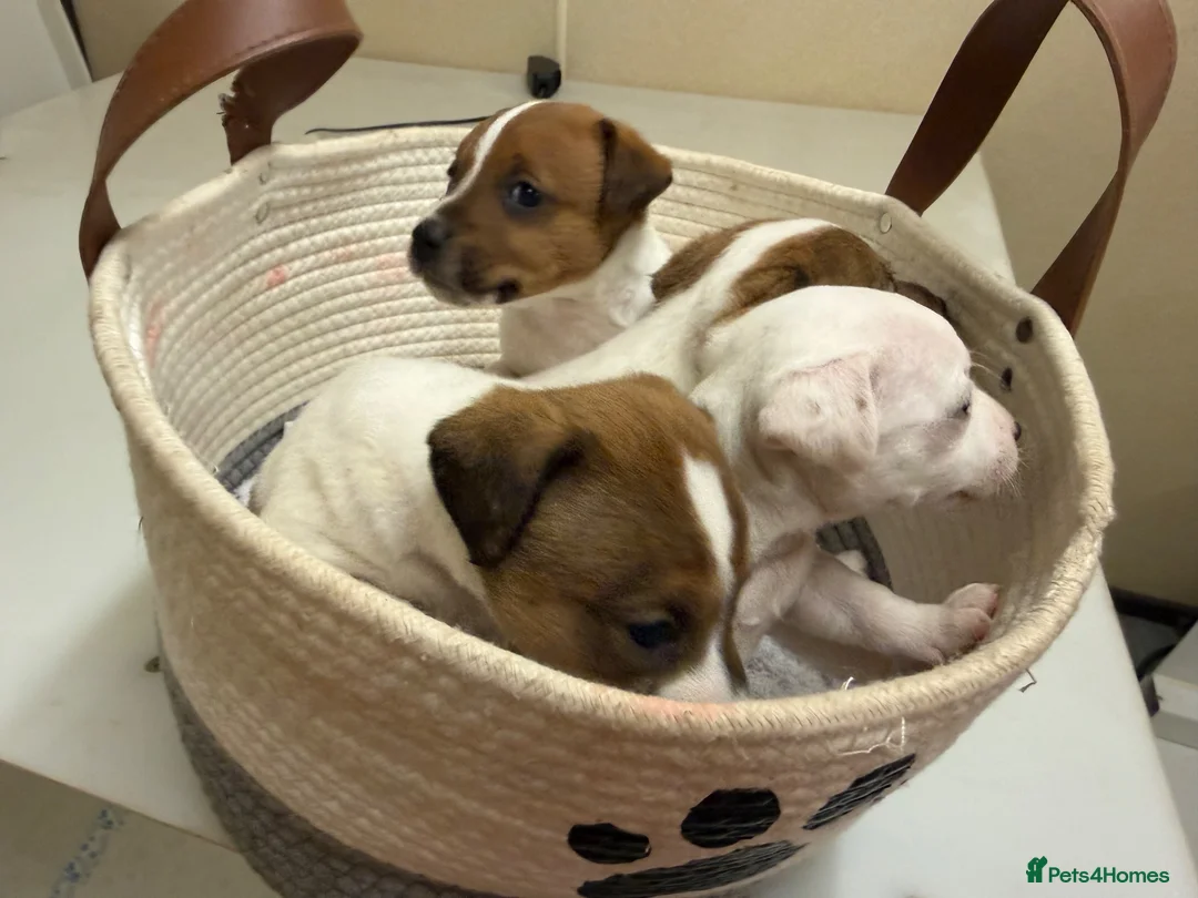 Jack Russell dogs for sale: Jack Russell Puppies - Advert 5