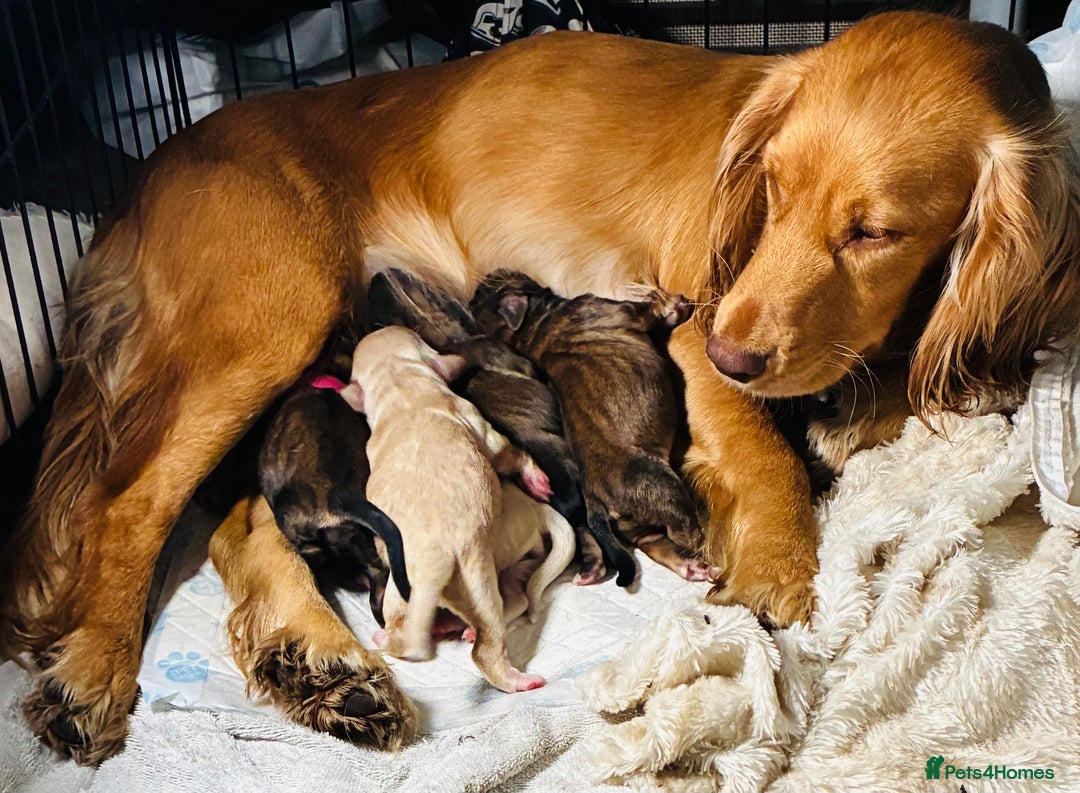 Mixed Breed dogs for sale: 6 Stunning Cock-a-chon puppies  - Advert 3