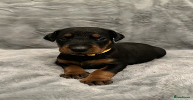 Dobermann dogs - Advert 3