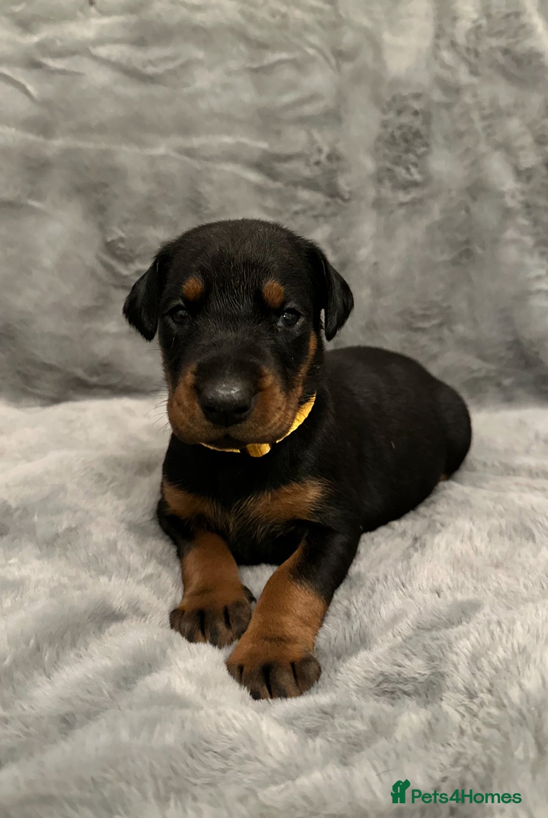 Dobermann dogs for sale: Amazing Dobermann puppies.  - Advert 9