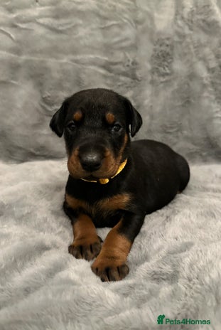 Dobermann dogs Amazing Dobermann puppies. - Advert 3