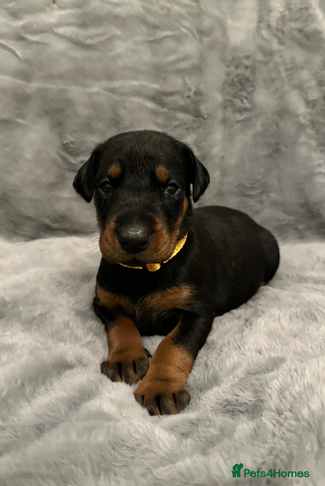 Dobermann dogs for sale: Amazing Dobermann puppies.  - Advert 9