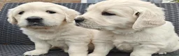 Golden Retriever dogs for sale: Gorgeous English Cream Golden Retriever Puppy's 🐾 - Advert 15