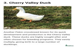 Ducks poultry for sale: 3 X cherry valley ducks - female, point of lay - Image 3