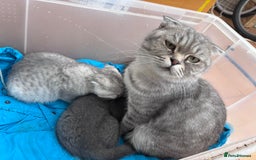 Mixed Breed cats for sale: Clever kittens need a new home  - Image 1