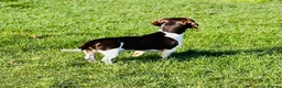 Miniature Dachshund dogs for stud: KC Miniature Dachshund in Corby - Advert 4