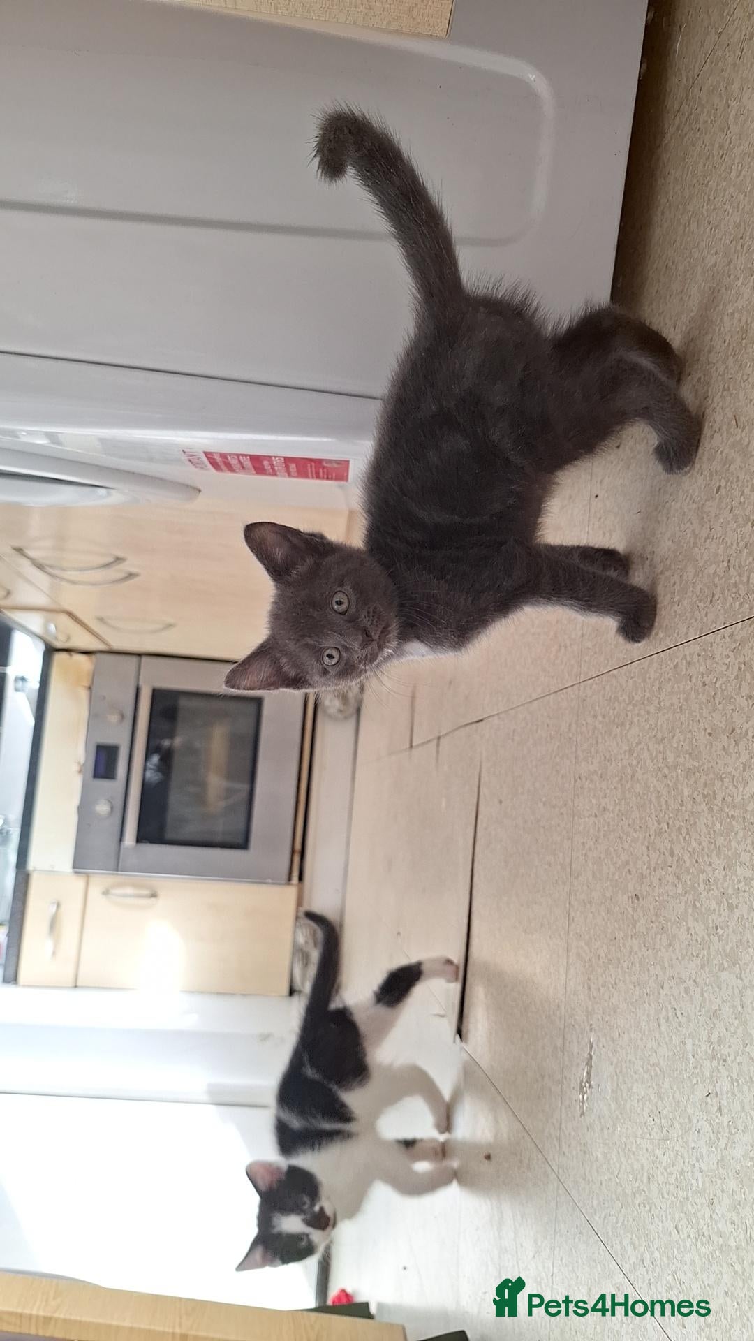 Mixed Breed cats Beautiful kittens for sale - Advert 1