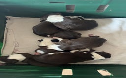 Border Collie dogs for sale: Litter of 7 working border collies - Advert 1