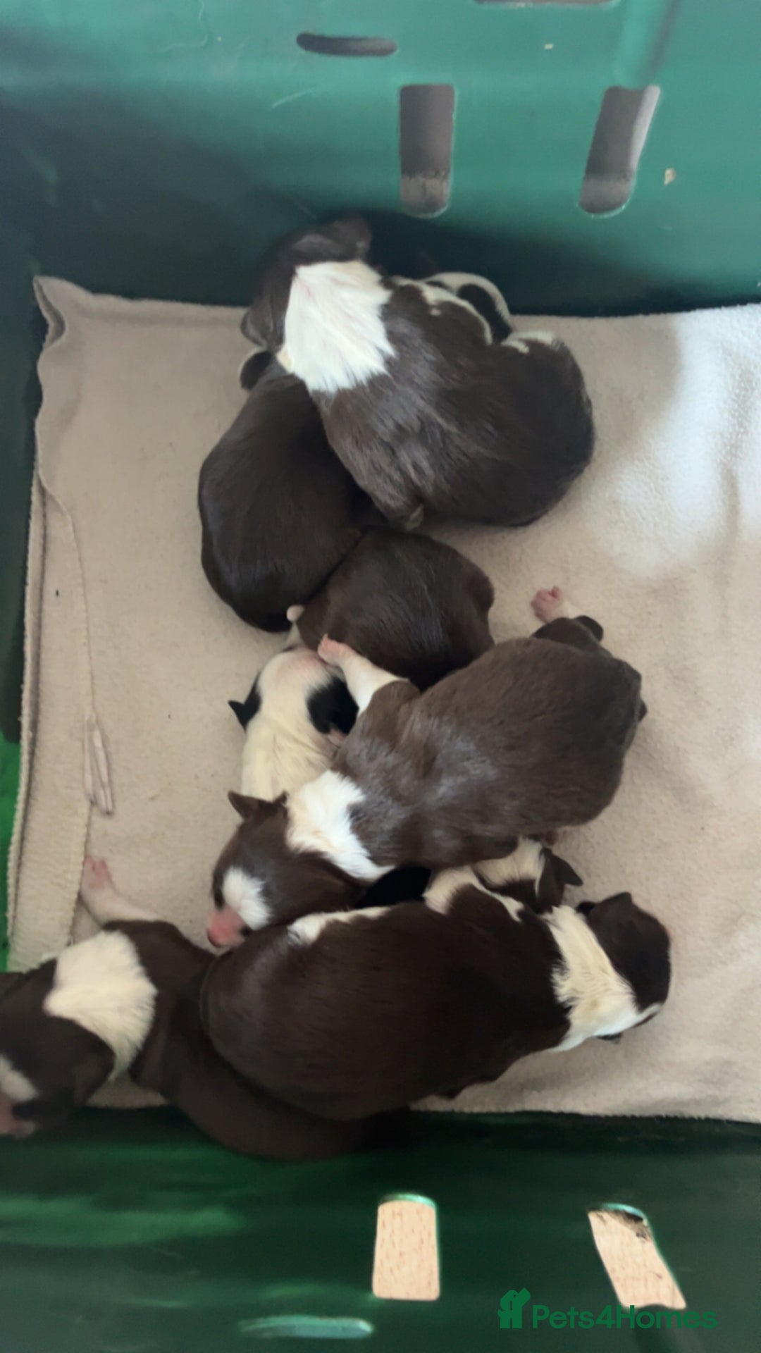 Border Collie dogs for sale: Litter of 7 working border collies - Advert 1