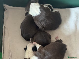 Border Collie dogs for sale: Litter of 7 working border collies - Advert 1