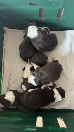 Border Collie dogs Litter of 7 working border collies - Advert 1