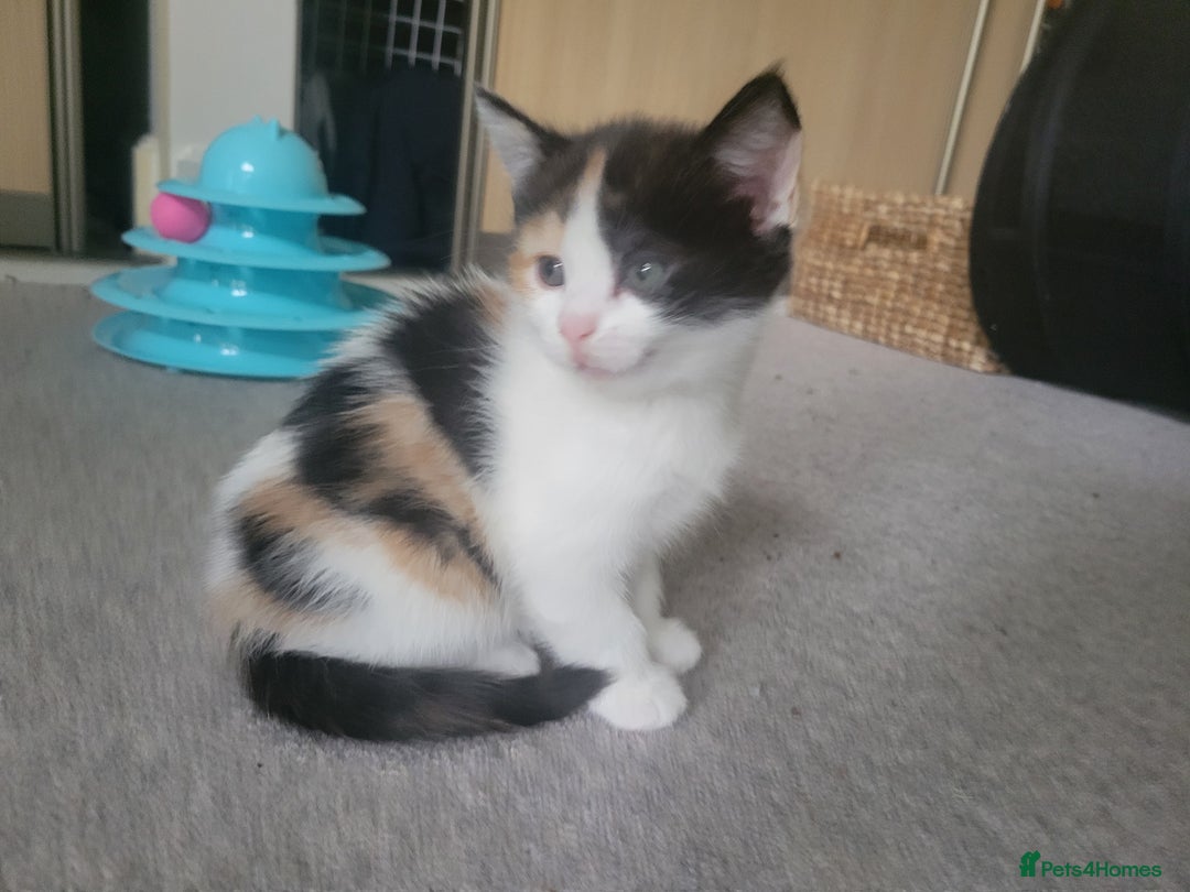 Mixed Breed cats for sale: Ginger,Tortoiseshell, Tuxedo Kittens Sale London  - Advert 3