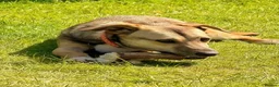 Mixed Breed dogs for adoption: Meet Dot,currently residing in Cheshire  - Advert 10