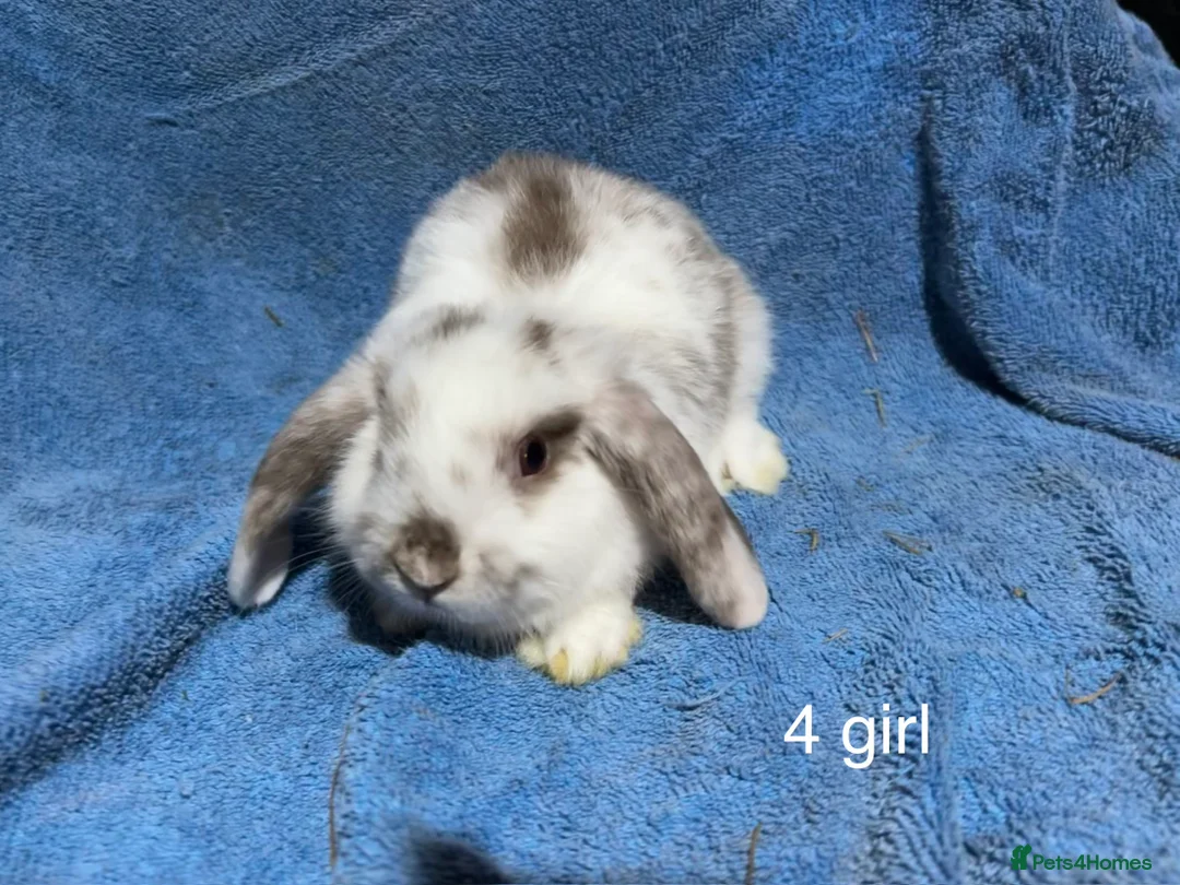 Dwarf Lop rabbits for sale: Dwarf lop baby rabbits  - Advert 1