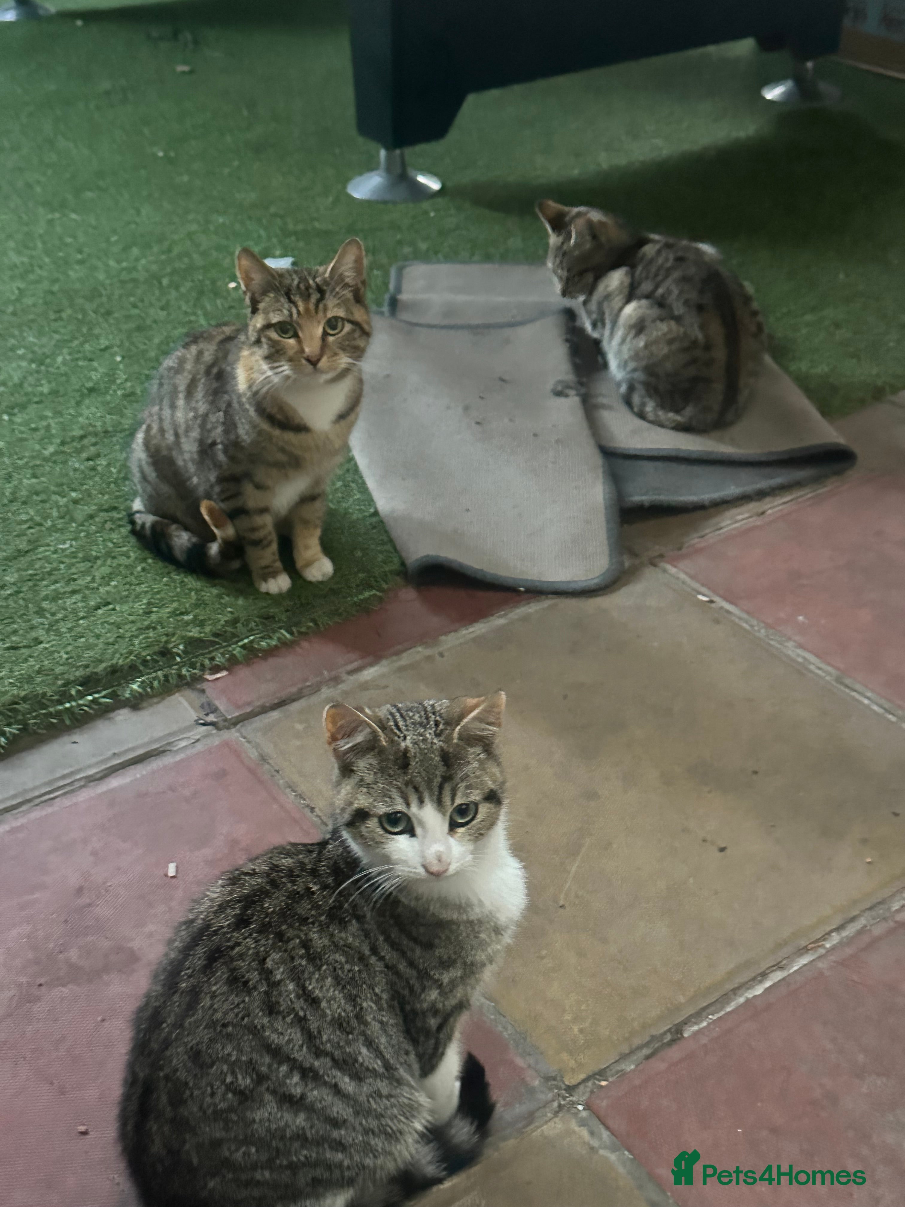 Domestic Shorthair cats for sale: Domestic shorthair kittens - Advert 2
