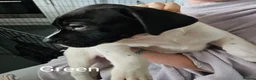 Mixed Breed dogs for sale: Bullmastiff cross puppies - Advert 16